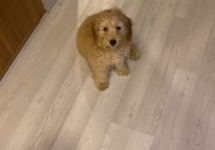 Toy poodle 3 aylık