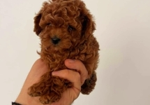 Tooy poodle mini puppy boy 