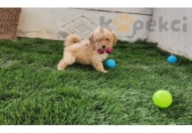 TOY POODLE