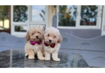 TOY POODLE