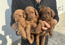 Kore kan toy poodle